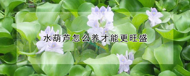 水葫芦怎么养才能更旺盛