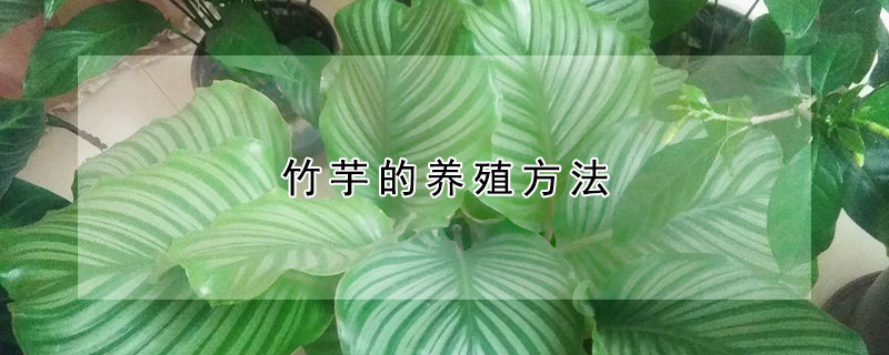 竹芋的养殖方法