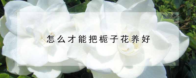 怎么才能把栀子花养好