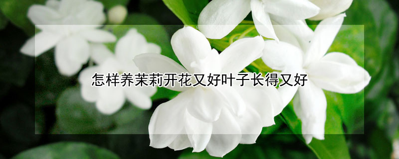 怎样养茉莉开花又好叶子长得又好