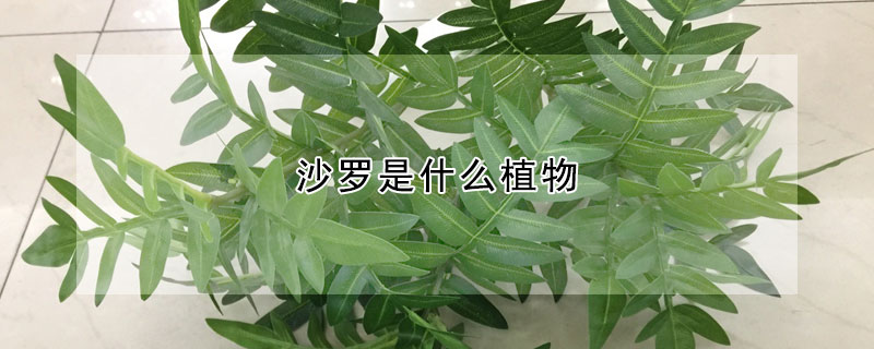 沙罗是什么植物