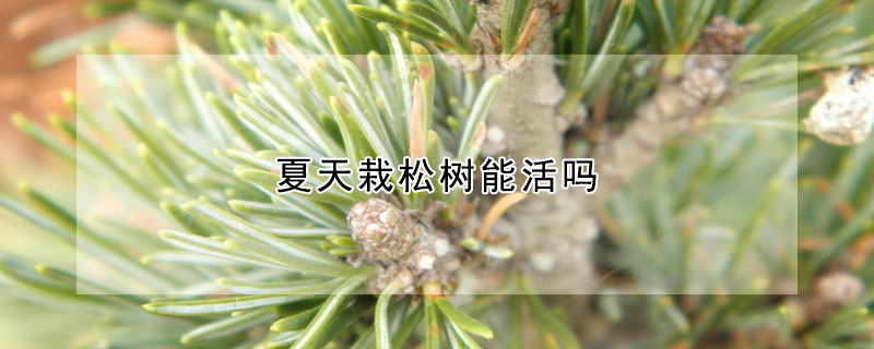 夏天栽松树能活吗