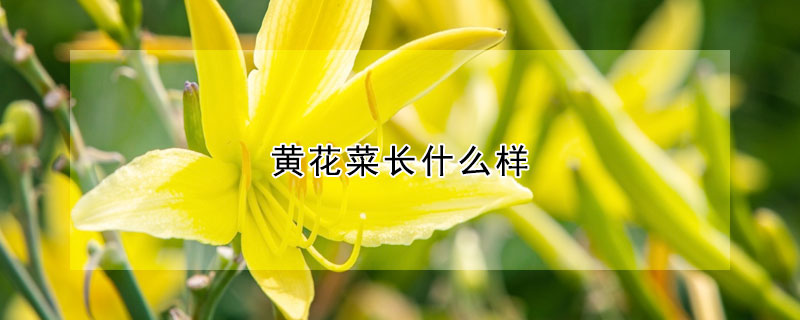 黄花菜长什么样