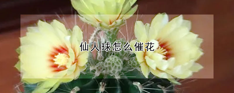 仙人球怎么催花