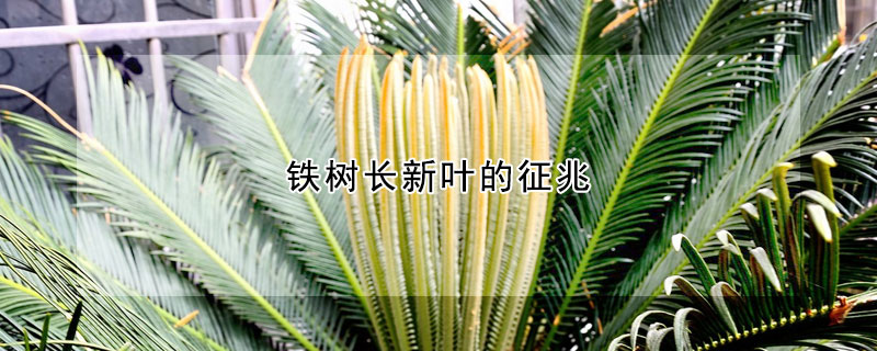 铁树长新叶的征兆