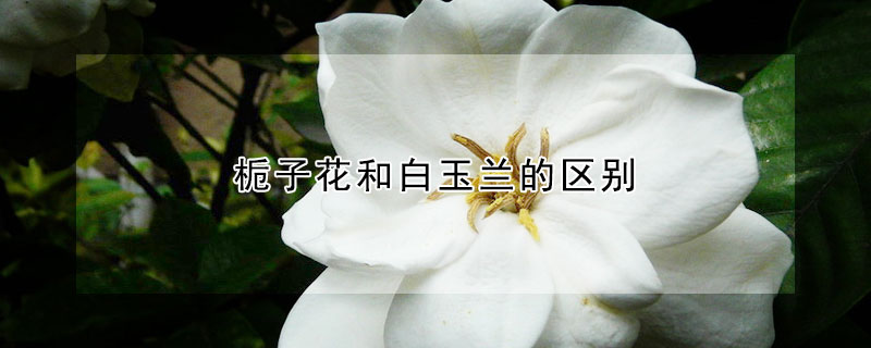 栀子花和白玉兰的区别