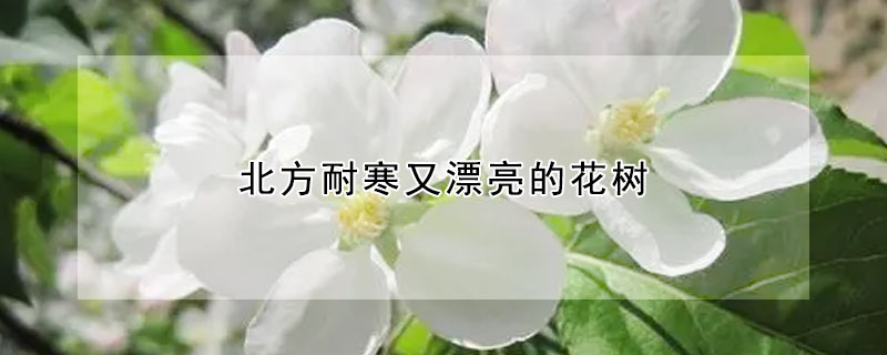 北方耐寒又漂亮的花树