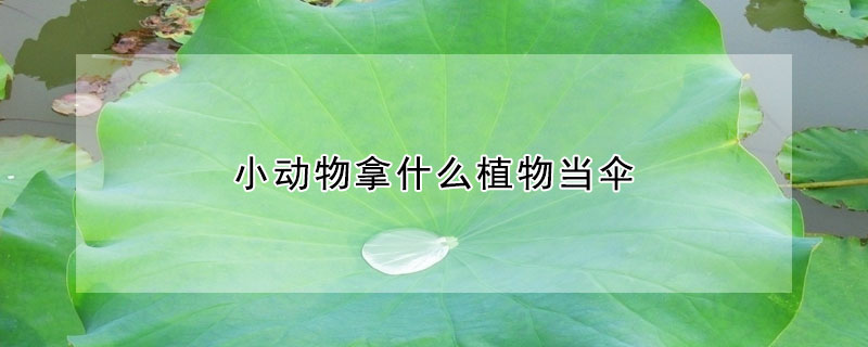 小动物拿什么植物当伞