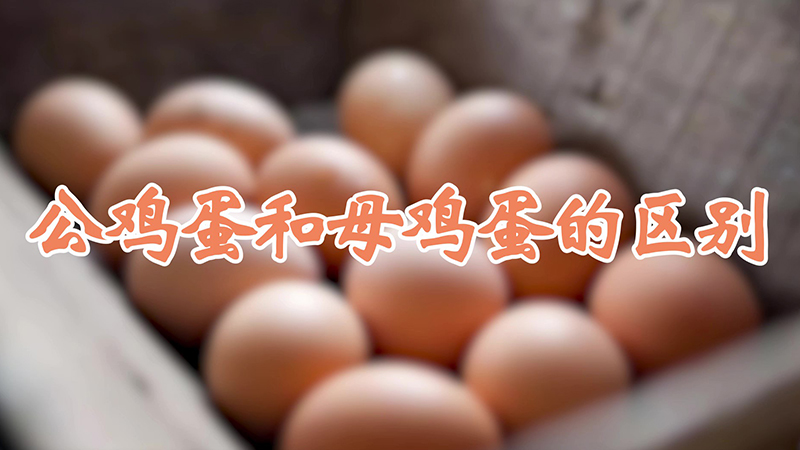 公鸡蛋和母鸡蛋的区别