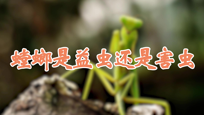 螳螂是益虫还是害虫