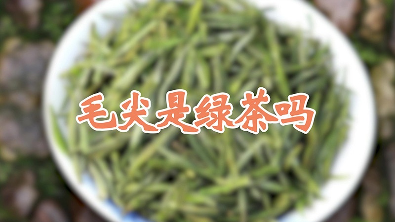 毛尖是绿茶吗