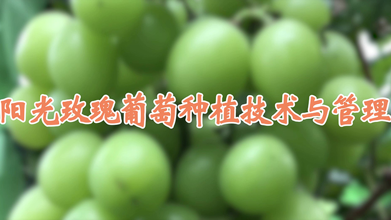 阳光玫瑰葡萄种植技术与管理
