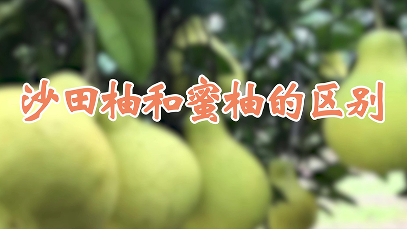 沙田柚和蜜柚的区别