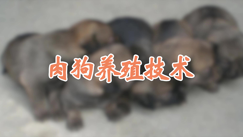 肉狗养殖技术