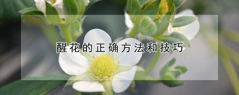 醒花的正确方法和技巧