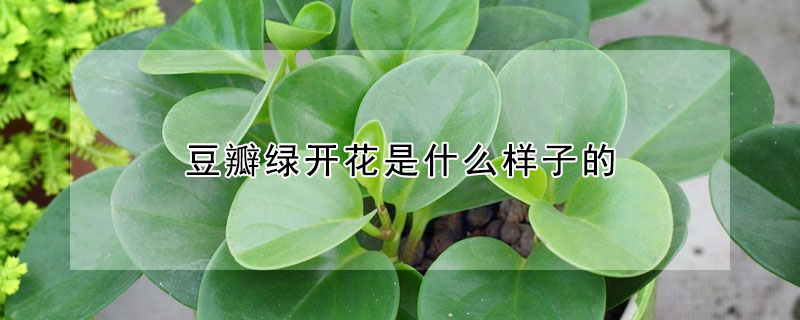 豆瓣绿开花是什么样子的