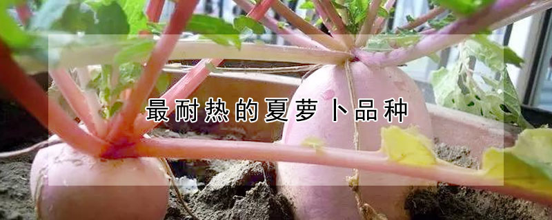 最耐热的夏萝卜品种