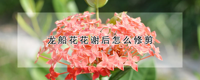 龙船花花谢后怎么修剪