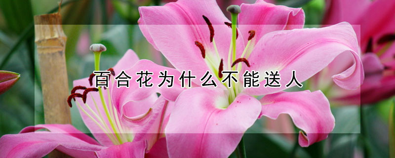 百合花为什么不能送人