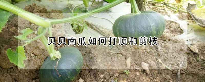 贝贝南瓜如何打顶和剪枝