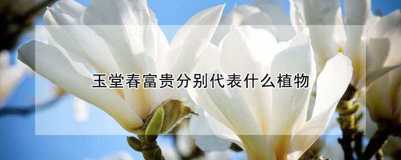 玉堂春富贵分别代表什么植物