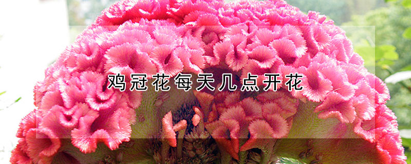 鸡冠花每天几点开花