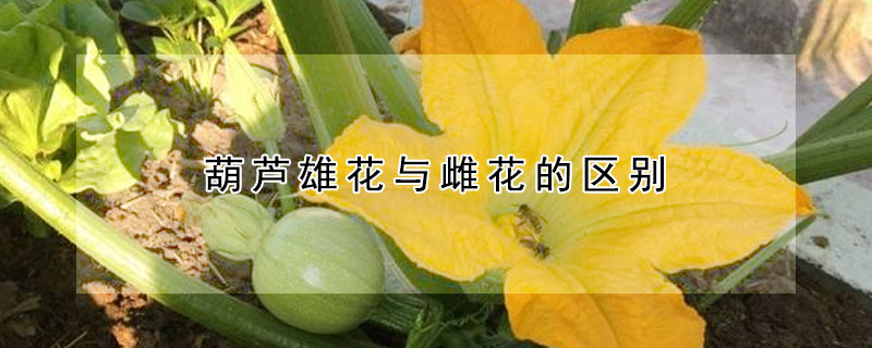 葫芦雄花与雌花的区别