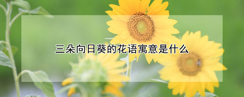 三朵向日葵的花语寓意是什么