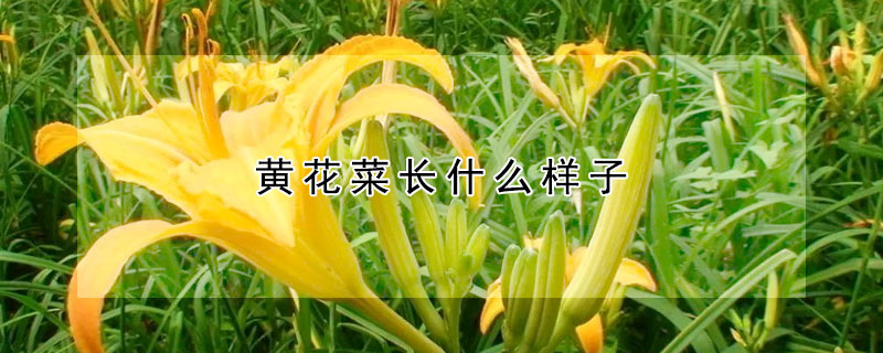 黄花菜长什么样子