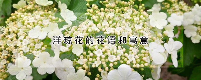 洋琼花的花语和寓意