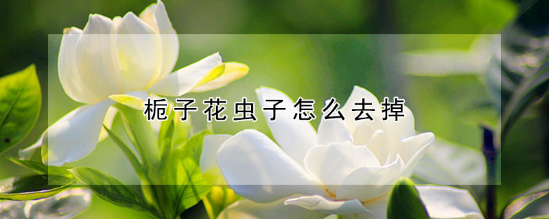 栀子花虫子怎么去掉