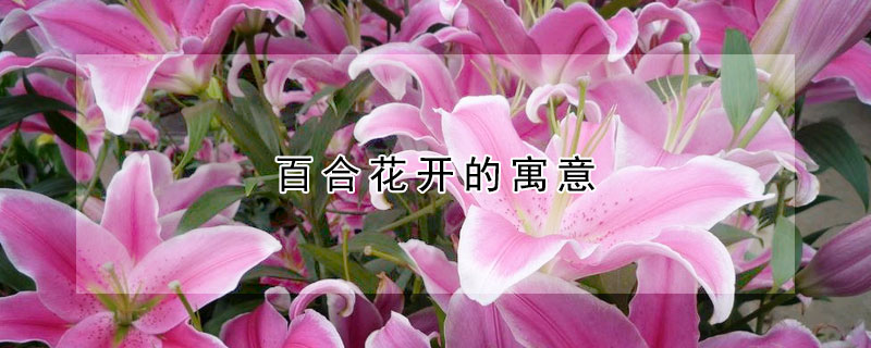 百合花开的寓意