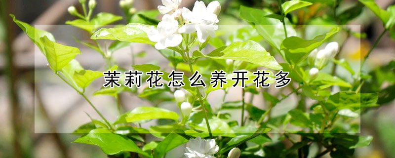 茉莉花怎么养开花多