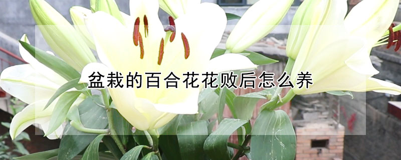 盆栽的百合花花败后怎么养