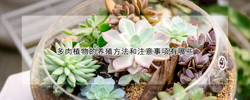 多肉植物的养殖方法和注意事项有哪些