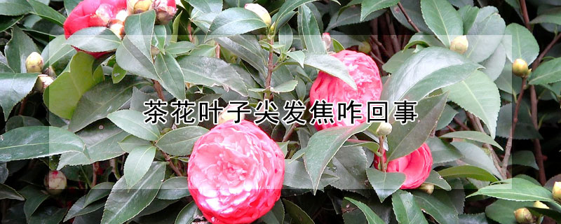 茶花叶子尖发焦咋回事