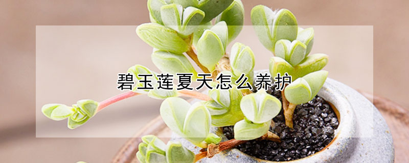 碧玉莲夏天怎么养护