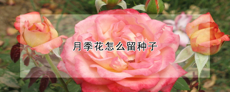 月季花怎么留种子