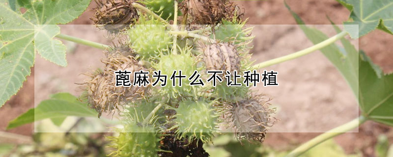 蓖麻为什么不让种植