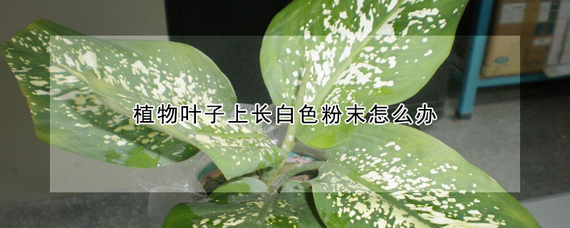 植物叶子上长白色粉末怎么办