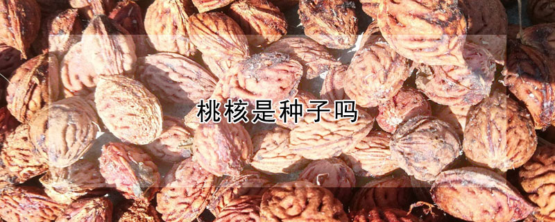 桃核是种子吗