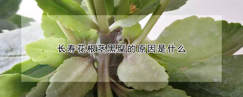 长寿花根茎黑腐的原因是什么