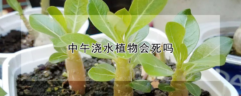 中午浇水植物会死吗