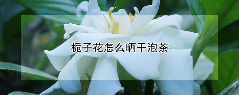 栀子花怎么晒干泡茶