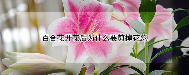 百合花开花后为什么要剪掉花蕊