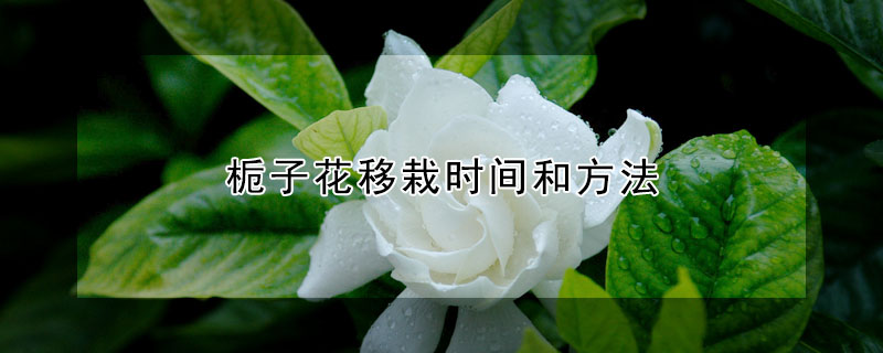 栀子花移栽时间和方法