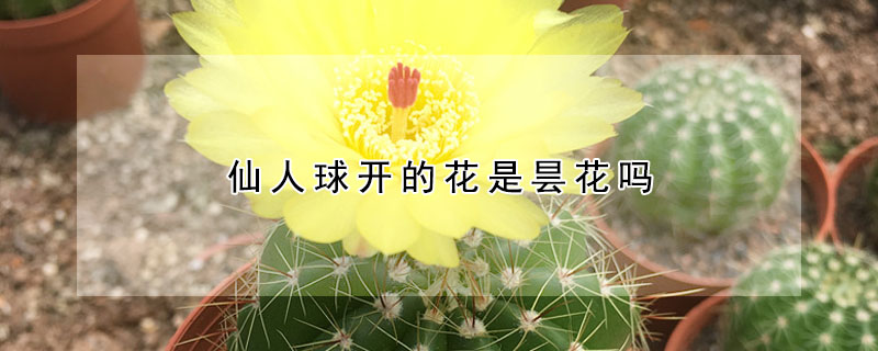 仙人球开的花是昙花吗