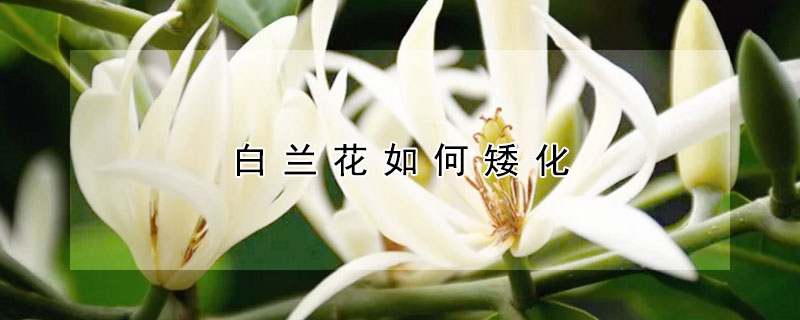 白兰花如何矮化