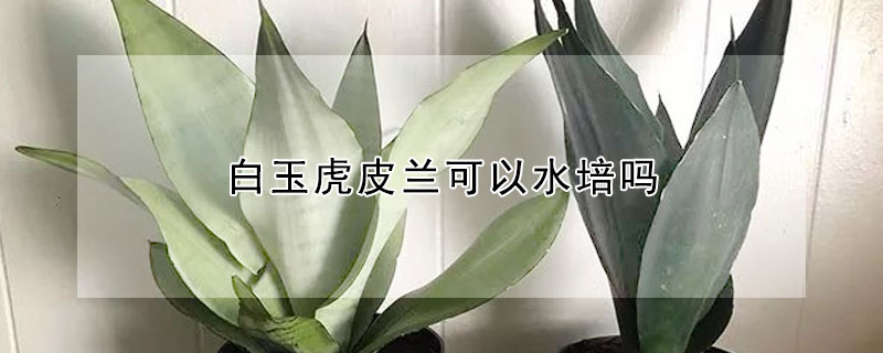 白玉虎皮兰可以水培吗