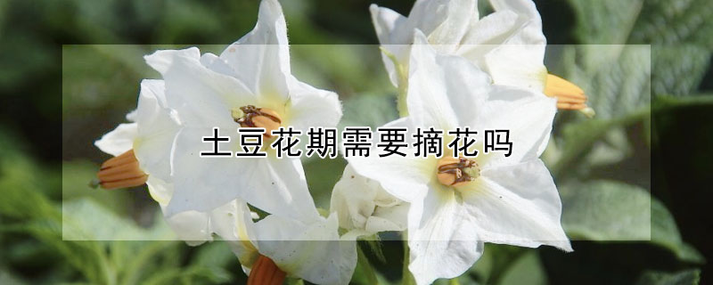 土豆花期需要摘花吗